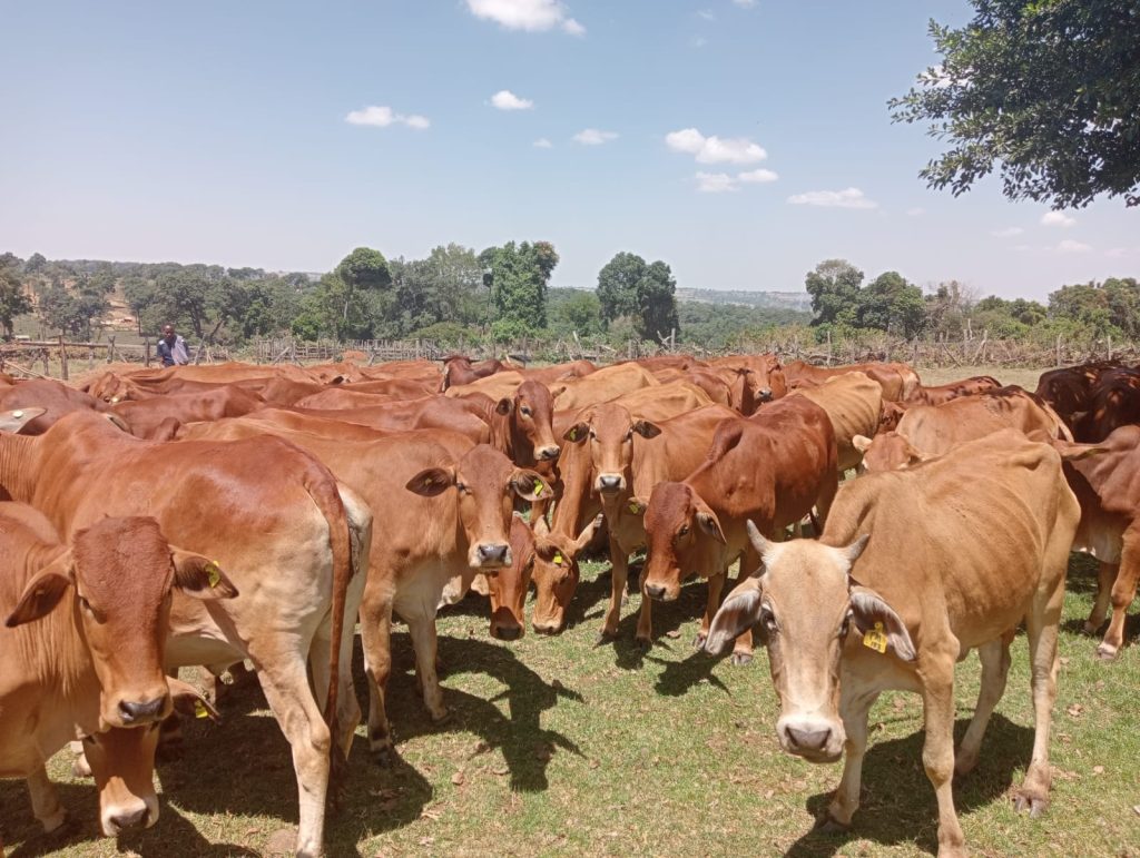Empowering Kenyan Livestock Farming: Sahiwal Cattle Genetics Project Officially Handed Over to Transmara Community, Narok County